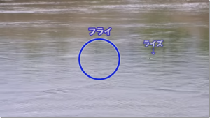 バリバス：YouTube VARIVAS TV チャンネルに『【VARIVASフライフィッシング】早春の渡良瀬川を岩井渓一郎が攻略！（マッチザハッチMATCHTHEHATCH）【flyfishing】』が公開されました