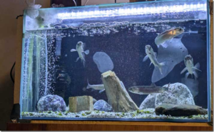 TSURINEWS：オンラインコンテンツ『「淡水魚の体調不良に塩が効果的？」渓流魚飼育に必要なアイテム10選』が公開されました