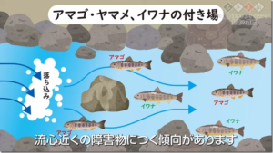 オーナー：YouTube オーナーばり公式チャンネルに『名手直伝 渓流トラウトフィッシング上達の道標 渓流トラウトの基礎知識』が公開されました