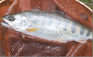 TSURINEWS：オンラインコンテンツ『「釣り糸は何cmの魚の引きまで耐えられる？」淡水エサ釣りにおけるラインの限界値を考察』が公開されました