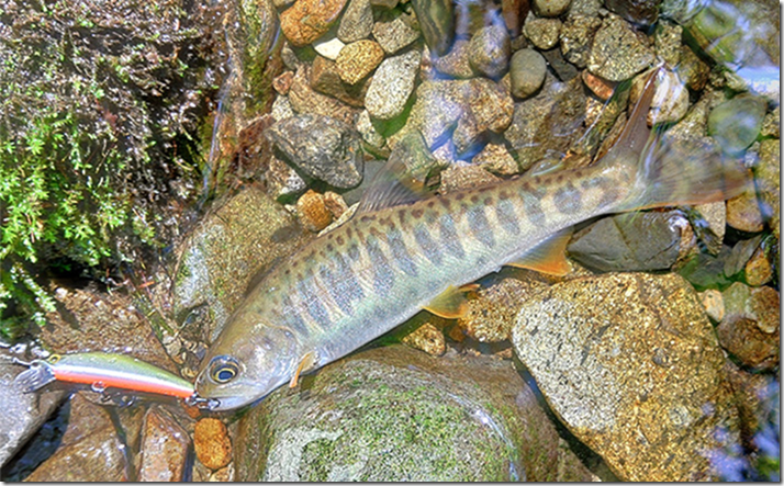 長良川水系の渓流ルアー釣りで28cmイワナを筆頭に34匹手中 ゲストに川サバも登場 | TSURINEWS
