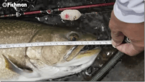 Fishman：YouTube Fishmanチャンネルに『【シケイダーマン×山上湖】突如現れた蝉に狂った山上湖の大岩魚』が公開されました