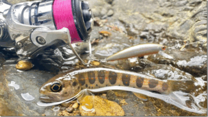 ルアマガプラス：『【渓流に煌めく朱点の宝石、その輝きを追う】“アマゴ”の生態／釣りシーズン／釣り方／仕掛け／食べ方〈初心者釣り知識〉』が公開されました