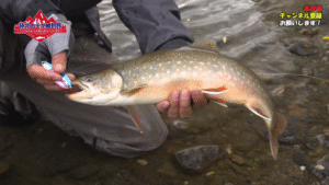 釣りビジョン：YouTube 釣りビジョン -Fishing Vision Japan- チャンネルに『赤塚ケンイチがホッキョクイワナを求めカナダ・ツンドラの大河に挑む 『極北カナダ鱒釣旅 前編』【釣りビジョン】』が公開されました