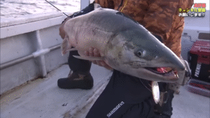 釣りビジョン：YouTube 釣りビジョン -Fishing Vision Japan- チャンネルに『村田基のサケ釣り！ボートからアキアジを狙い撃つ！ 『魚種格闘技戦！166』【釣りビジョン】』が公開されました