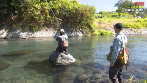 釣りビジョン：YouTube 釣りビジョン -Fishing Vision Japan- チャンネルに『芝川のキャッチ＆リリース区間で楽しむニジマス釣り『フライギャラリー』【釣りビジョン】』が公開されました