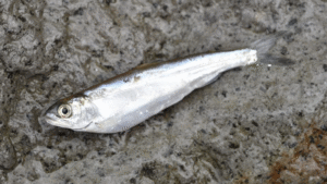 つり人社：つり人オンラインに『ワカサギ、落ちアユ……瀕死の小魚は大型トラウトのご馳走！【おすすめデッドベイトルアー5選を紹介】』が公開されました