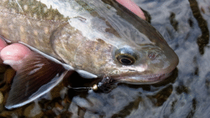 つり人社：FlyFisherオンラインに『ニンフのマッチング考』が公開されました