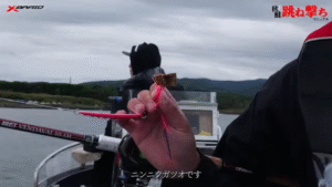 YGK：YouTube XBRAIDチャンネル に『【タックル解説アリ】北海道 秋鮭 跳ね撃ちマニュアル』が公開されました