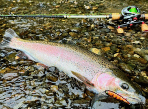 つり人社：つり人オンラインに『秋こそ“デカニジ”の季節！エキスパートが明かす、大型トラウト攻略法【北海道・十勝】』が公開されました