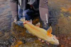 シマノ：オンラインコンテンツ『渓流・中流×ミノー入門×北海道』が公開されました