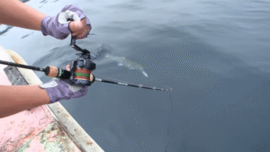 オーナー：YouTube オーナーばり公式チャンネルに『＃690 秋の訪れを告げる知床アキアジ～北海の豊満を享受する鮭釣り～』が公開されました