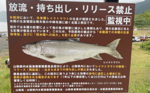 TSURINEWS：オンラインコンテンツ『「外来魚を釣って食べて減らす？」 注目の【本栖湖レイクトラウト釣り大会】開催までは山あり谷あり』が公開されました