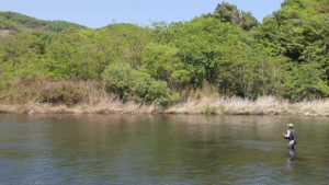 ティムコ：YouTube Tiemco Fly Fishing チャンネルに『渋谷直人さん 「春のルーティン」2025春の場合』が公開されました