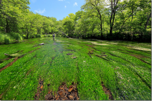 HONDA：HONDA釣り倶楽部サイトにて『【フォトレポート】北海道・道東のトラウトフィッシング』が公開されました