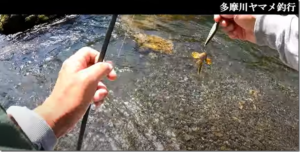 ラッキークラフト：YouTube LuckyCraftJAPANチャンネルに『【多摩川】自然広がる多摩川にてヤマメ釣行5月編【今井康仁】』が公開されました
