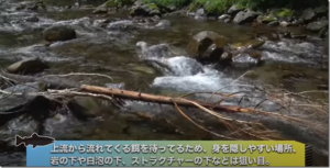 メジャークラフト：YouTube majorcrafttubeチャンネルにて『福井県・九頭竜川水系 トラウトゲーム（ソルパラTV・第95回2022年7月21日放送）』が公開されました