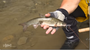 Fishman：YouTube Fishmanチャンネルに『【トップゲーム】渓流ベイトで狙う北海道道東のワイルドレインボー／釣りビジョン「トラウトギャラリー」』が公開されました