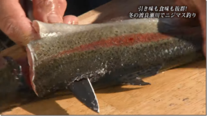 シマノ：YouTube SHIMANO TV公式チャンネルに『【おとな釣り倶楽部】冬の渡良瀬川で良型のニジマス釣りを楽しむ。グルメも堪能』が公開されました