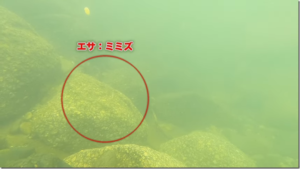 ビデオメッセージ：YouTube ビデオメッセージ 釣りTV チャンネルに『千島克也本流瀬釣り ミミズの付け方&動き』が公開されました