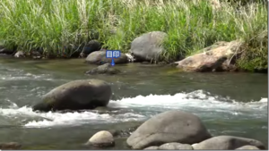 ビデオメッセージ：YouTube ビデオメッセージ 釣りTV チャンネルに『千島克也本流瀬釣り アマゴのいるポイント』が公開されました