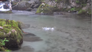 バリバス：YouTube VARIVAS TV チャンネルに『終盤の奥州渓を岩井渓一郎が歩く～イワナ・ヤマメを求めて～【VARIVASフライフィッシング】』が公開されました